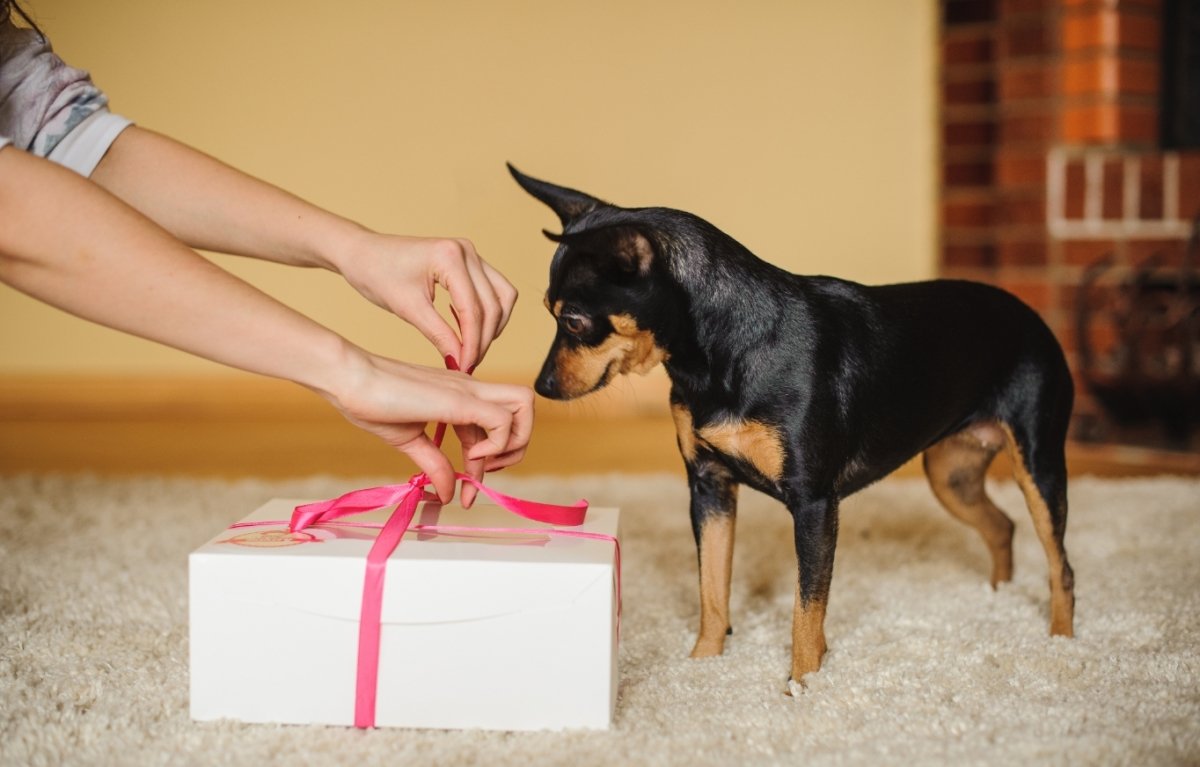Top 10 Geschenke für Hundebesitzer und Hunde - Geschenkapp