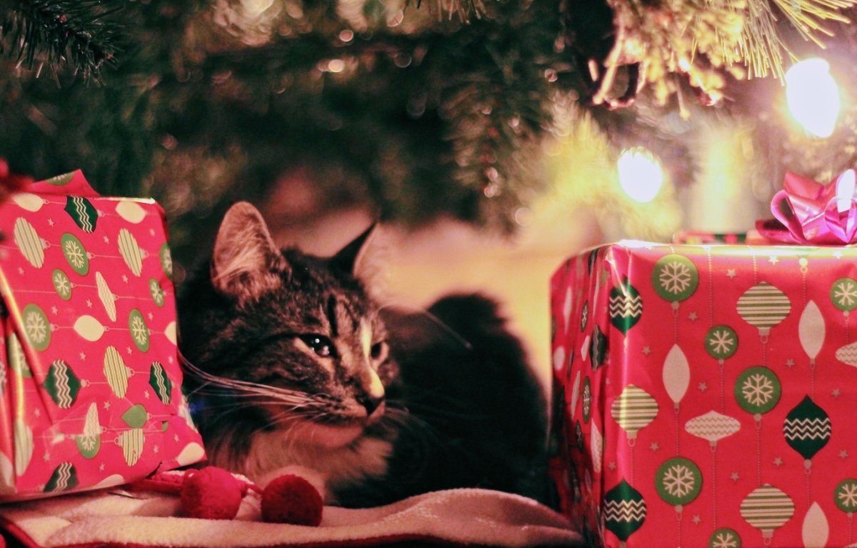 Geschenke für Katzenliebhaber - Geschenkapp
