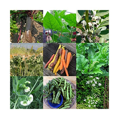 Alte historische Gemüsesorten-Sortiment - Samen-Geschenkset mit 8 seltenen Saatgut-Raritäten