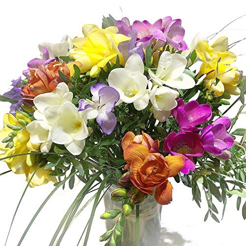 Blumenstrauß - 20 bunte Freesien - Strauß inklusive Grußkarte - Geschenkapp