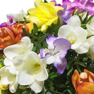Blumenstrauß - 20 bunte Freesien - Strauß inklusive Grußkarte - Geschenkapp