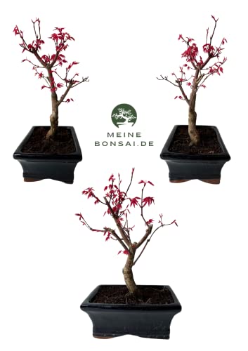 Bonsai DE - Bonsai baum Japanischer Fächerahorn - Acer (Ahorn) bonsai bäume/Japanische Ahorne/baum ist 25-30 cm hoch (Deshojo P15)