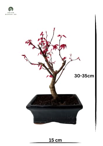 Bonsai DE - Bonsai baum Japanischer Fächerahorn - Acer (Ahorn) bonsai bäume/Japanische Ahorne/baum ist 25-30 cm hoch (Deshojo P15)