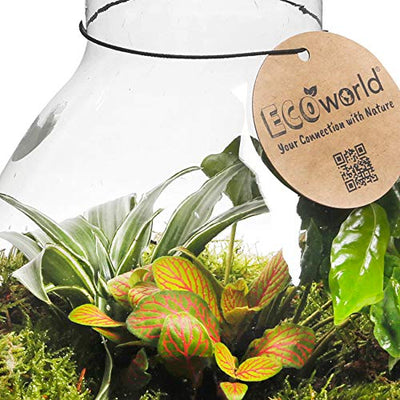 Ecoworld Flaschengarten Geschenkset mit Lampe - Tropical Biosphere - Ökosystem im Glas Set mit Pflanze Buch - Biotop im Glas Piramide: Ø 23 cm, Höhe 26 cm - Pflanzen aus eigener Gärtnerei - Geschenkapp
