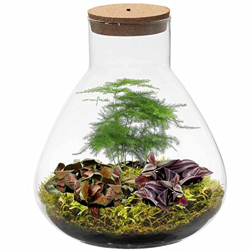 Ecoworld Flaschengarten Geschenkset mit Lampe - Tropical Biosphere - Ökosystem im Glas Set mit Pflanze Buch - Biotop im Glas Piramide: Ø 23 cm, Höhe 26 cm - Pflanzen aus eigener Gärtnerei - Geschenkapp