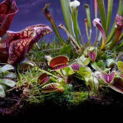Ecoworld Fleischfressende Pflanzen DIY Flaschengarten Set - Set Mini Pflanzen: 3 Fleischfressende Pflanzen - Substrat - Erde - Moos - Geschenkapp