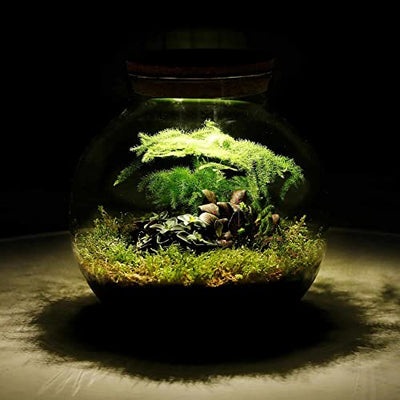 Ecoworld Jungle Biodome - Biotop im Glas - Ökosystem mit Beleuchtung Flaschengarten - 3 Farn Pflanze im Glas - Pflanzenterrarium Glas - Ø 25 cm, Höhe 25 cm - Grünpflanzen aus eigener Gärtnerei - Geschenkapp