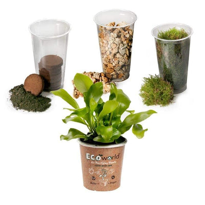 Ecoworld Jungle Corky Glas - Flaschengarten mit Lampe - Mini Pflanzen Terrarium - Ökosystem im Glas Set mit Farne - Glas: Ø 13 cm, Höhe 20 cm - Grünpflanzen aus eigener Gärtnerei - Geschenkapp