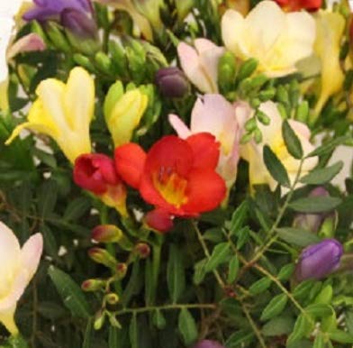 Flora Trans- Blumenstrauß mit frischen Freesien -Blütenduft- zum Geburtstag - Lieferung innerhalb 1-2 Werktage - Geschenkapp