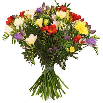Flora Trans- Blumenstrauß mit frischen Freesien -Blütenduft- zum Geburtstag - Lieferung innerhalb 1-2 Werktage - Geschenkapp
