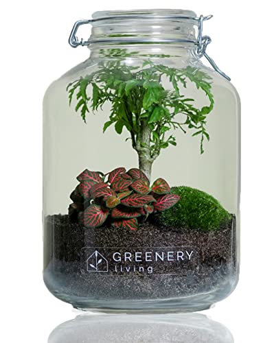 GreeneryLiving Premium DIY-Flaschengarten - JAR-1 - Ökosystem im Glas - hochwertiges Pflanzenterrarium - Mini-Garten mit echten Pflanzen - Design-Accessoire ideal als Geschenk - Handmade in Germany - Geschenkapp