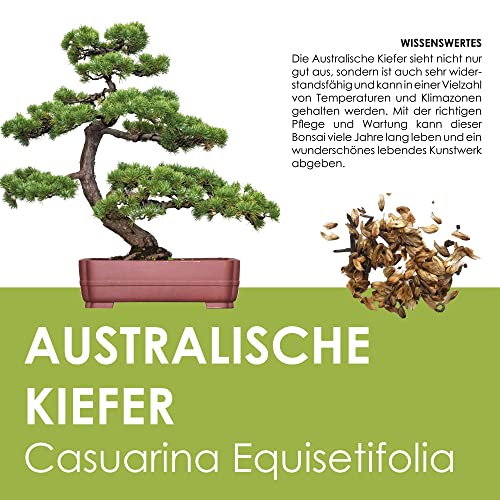 GROW2GO Bonsai Starter Kit Anzuchtset - Pflanzset aus Mini-Gewächshaus, Samen & Erde - nachhaltige Geschenkidee für Pflanzenfreunde (Australische Kiefer) - Geschenkapp