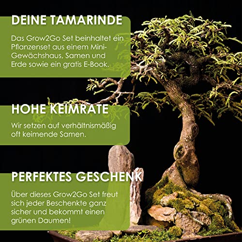GROW2GO Bonsai Starter Kit Anzuchtset - Pflanzset aus Mini-Gewächshaus, Samen & Erde - nachhaltige Geschenkidee für Pflanzenfreunde (Tamarinde) - Geschenkapp