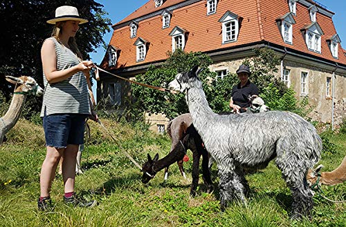 JOCHEN SCHWEIZER Geschenkgutschein: Alpaka Spaziergang für 2 - Geschenkapp
