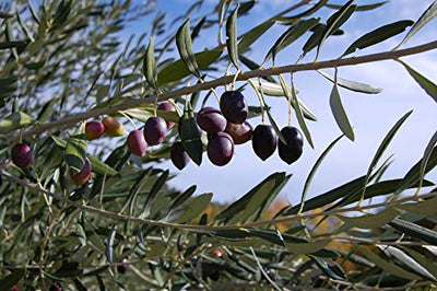 Meine Orangerie Olivenbaum Bonsai - echtes Olivenbäumchen - Olea Europaea - Olive Tree - altes Olivenstämmchen in der Schale - Bonsai Olive mit kurzem Stamm - Olivenbaum echt - Bonsai Baum - Geschenkapp