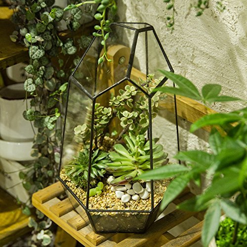 NCYP 16,5x16,5x25cm Glas Geometrisches Terrarium, unregelmäßiges Prisma,25 cm hoch Blumentopf für Sukkulenten, Farn, Moos (Ohne Pflanzen) - Geschenkapp