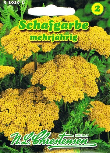 Schafgarbe Bronzegelb 'Achillea filipendulina' Trockenblume langlebige Staude - Geschenkapp
