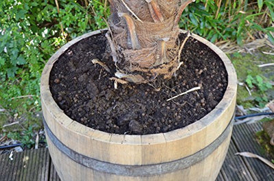 Temesso 3/4 Weinfass als Pflanzkübel, Kräuterbeet, Pflanzbeet aus echtem Weinfass Höhe 75 cm Durchm. 64 cm aus Holz Eiche - original Fass - Geschenkapp