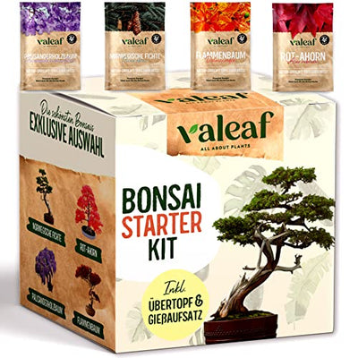 valeaf Bonsai Starter Kit I Bonsai Anzuchtset Geschenk für deinen Bonsai Baum I Zimmerpflanzen Anzuchtset inkl. 4 Sorten Bonsai Samen, Zubehör u. Bonsai-Schale I Saat Geschenk zum Baum pflanzen - Geschenkapp