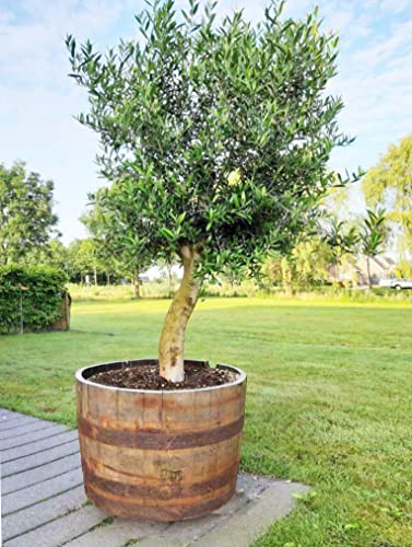 Vilo Whiskyfaß Halbiert Weinfaß Holzfaß Eiche Pflanzen Blumen Kübel Olivenbaum Palme (Natur, Ohne Zubehör) - Geschenkapp