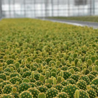 ZynesFlora Mini Sukkulenten Mix im Ø 5.5 cm Pflanztopf - 30 Stück - Succulenten Fettpflanzen Zimmerpflanze Kakteen Kaktus - Höhe: 5-10 cm - Geschenkapp